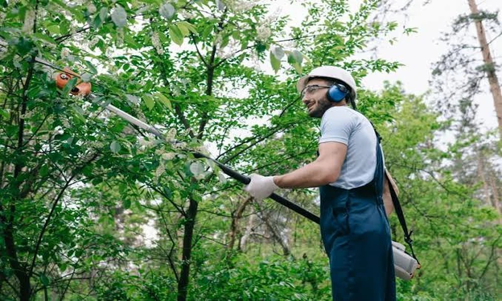 Tree Maintenance Tips for Healthy and Safe Greenery